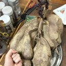 팽고염소 이미지