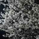 청도군-3 | 가창댐벚꽃 드라이브, 청도각북면벚꽃 개화상태 (3월 29일 후기)