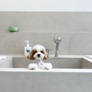 그루밍 까꿍 이미지