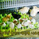 남당농장 Daum카페