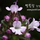 품안 이미지