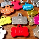 find your dog 이미지