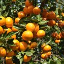 일조농장 이미지