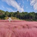 9월21일 토요일 포천 허브 아일랜드 불빛 축제및 핑크뮬리 보러가요 이미지