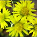 경주초 학동분교 이미지