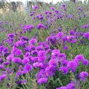 부곡원조 메기탕 이미지