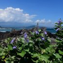 숨비기낭 이미지