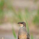 Collared pratincole - Glareola pratincola - Pääskykahlaaja 이미지