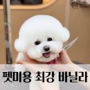 영광기술학원 | 영광 함평 애견미용학원 자격증·취업·창업, 여기가 성지입니다