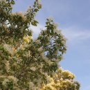 이팝나무 펜션 이미지