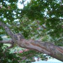 맑은산장농원 이미지