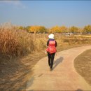 곡교천 은행나무길 이미지