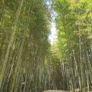 죽녹원로 이미지