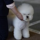 블리독 위례점 고양이강아지분양 말티푸 비숑 포메라니안 | 미니비숑분양가격 애견분양 건강함 일순위로 알아보기!