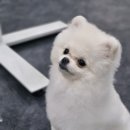 나래애견미용 이미지