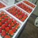 킹스베리 | 딸기 이 가격에 이 맛 실화? 논산 설향 킹스베리 솔직 후기