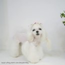 랄라펫살롱 이미지