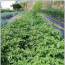 재학농장 이미지