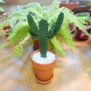 칵투스 아일랜드 이미지