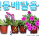 원조 등뼈구이 감자탕 이미지