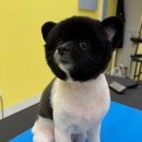 이웃집 메리 이미지