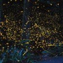 반딧불이 이미지