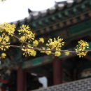 작원관지 이미지