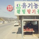 안림딸기농원 네이버블로그