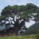 하늘느티