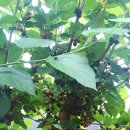 성락농장 이미지