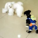 제이동물병원 이미지