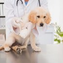 하남숲동물병원 이미지