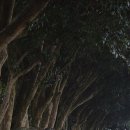 위미동백군락 이미지