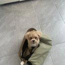 귀빈펫살롱 이미지