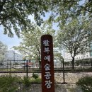 나무잠자리 | 전주 팔복예술공장 이팝나무철길(2026.04.27) 이팝나무 개화 실시간 후기