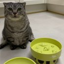 몽이냥이 | 먼치킨 숏레그 집사 추천 본아페티 친환경 고양이 식기 세트 후기