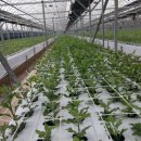 신마농장 이미지