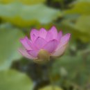배창 이미지