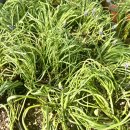 한스메디팜 이미지