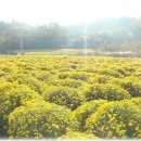 봉정사국화마을 이미지