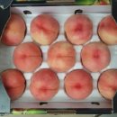 세종농원