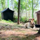 논산시 동물보호센터 이미지