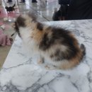 고양이살롱앤카페 이미지