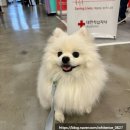 펫하임 | [강아지 반려동물박람회] 2025 제5회 창원 펫친소 방문 후기