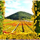 [241030-21. 수.]-[메리골드(금잔화)-2024 화순 고인돌 가을꽃 축제]-[00] 이미지