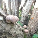 장파농장 이미지