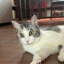 로얄플라잉 이미지