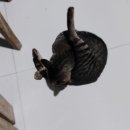 다나은동물약국 이미지