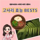 고사리 이미지