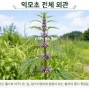전천제방도로-L | 익모초(益母草) 건강정보: 네모난 줄기에 자주빛 꽃이 피는 꿀풀과 식물, 전통적 활용과 섭취 시 주의사항
